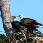 Bald Eagles can be spotted on Navarre Family Watersports Adventure Complex Dolphin Excursion