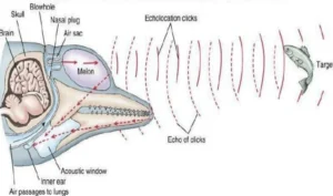Navarre Family Watersports graphic showing echolocation waves