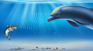 image showing how dolphins use echolocation waves. Used in Navarre Family Watersports education series.