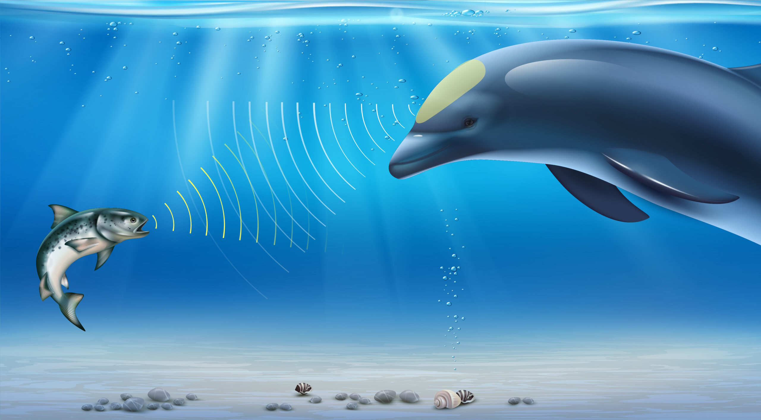 Dolphin image showing echolocation waves. Usedin Navarre Family Watersports education series.