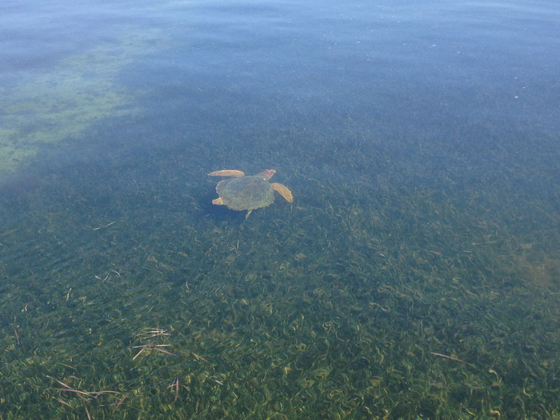 Sea turtle over bed of Seagrass. Image used to support how seagrass in Navarre supports the marine ecosystem.